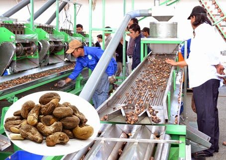 Máy Cắt Tách Vỏ Hạt Điều