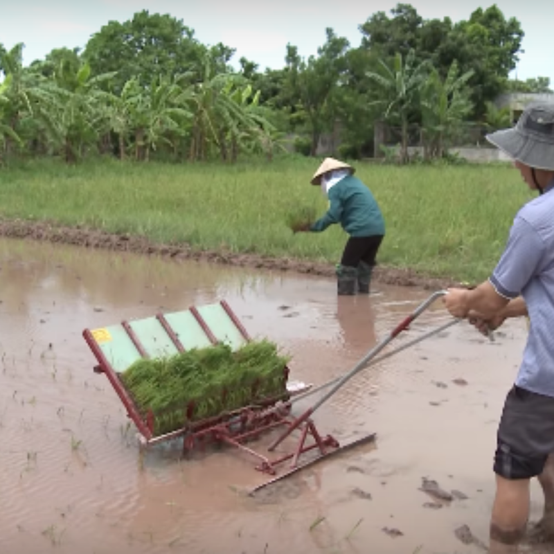 Máy cấy lúa không động cơ mạ sân